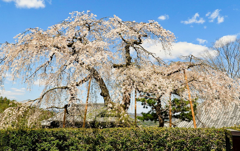 利用者の声